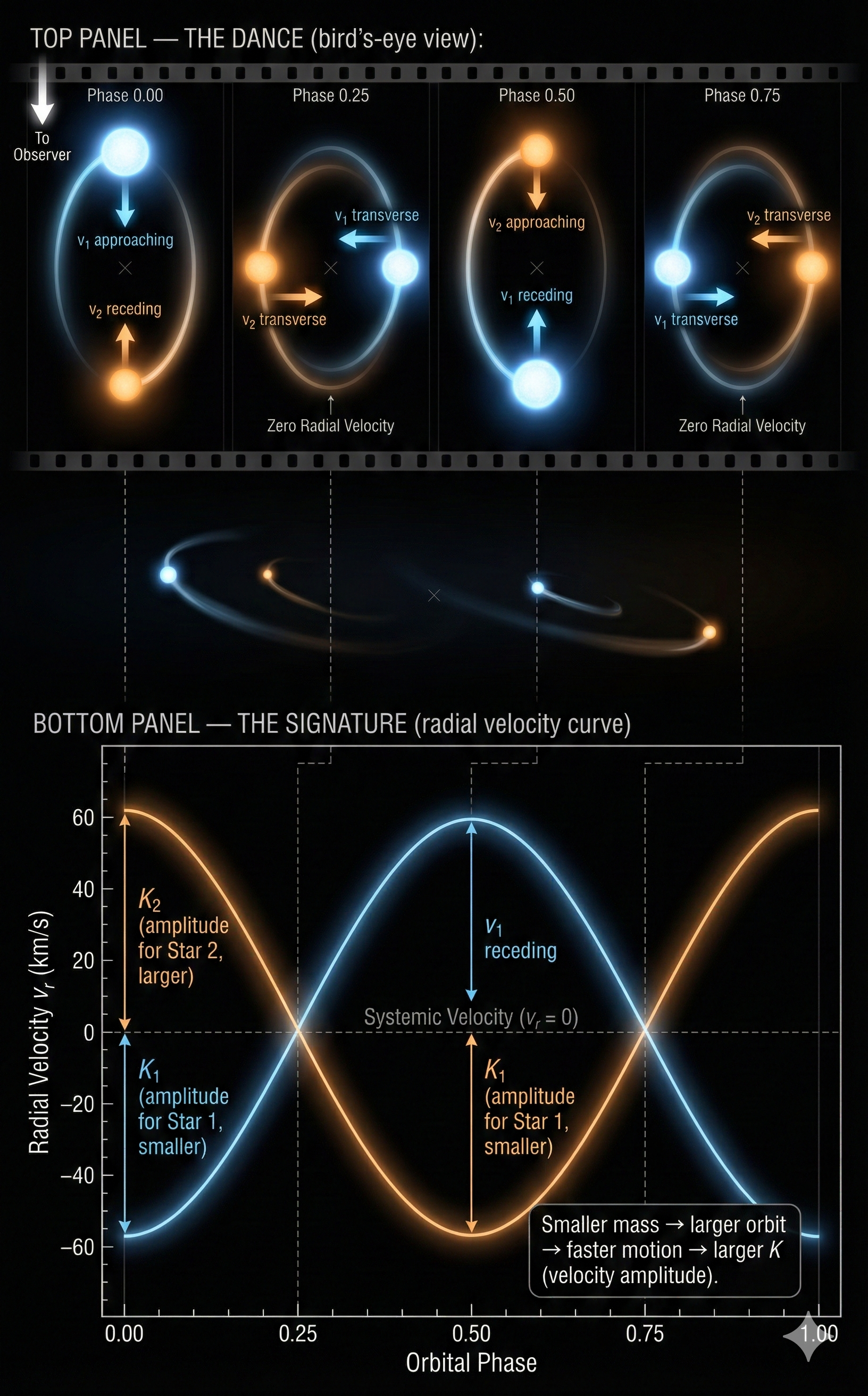 Two-panel scientific diagram on black background. Top panel shows a binary star system at four orbital phases (0.00, 0.25, 0.50, 0.75) seen from above, with a blue-white star and an orange star orbiting their center of mass. Velocity arrows indicate approaching and receding motion at each phase, with a To Observer arrow. Bottom panel shows radial velocity versus orbital phase with two anti-phase sinusoidal curves: a blue curve with smaller amplitude K₁ and an orange curve with larger amplitude K₂. A dashed horizontal line marks the systemic velocity at zero. Annotation reads: Smaller mass → larger orbit → faster motion → larger K.