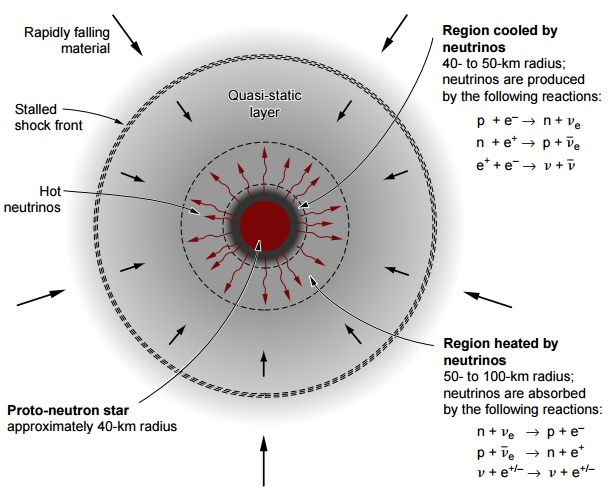 Schematic cross-section of a core-collapse supernova showing concentric regions: a yellow proto-neutron star at center (~40 km radius), a neutrino cooling region (40-50 km) with labeled reactions, a neutrino gain/heating region (50-100 km), a stalled accretion shock, and infalling material at the outer edge. Hot neutrinos stream outward from the proto-neutron star. Entropy-driven convective plumes are shown between the gain region and the shock.